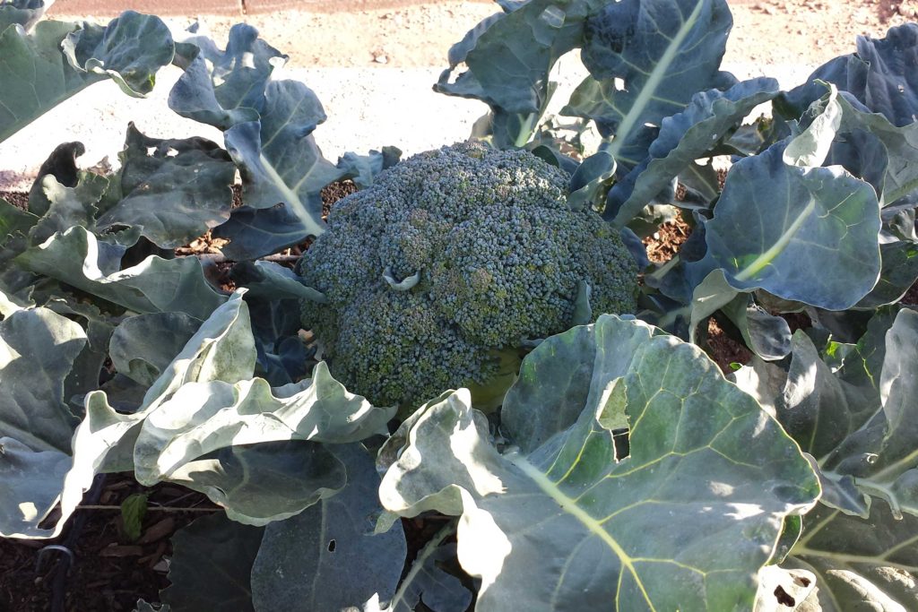 Broccoli ready to harvest