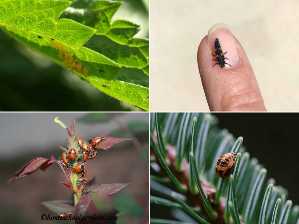 Ladybug life cycle - from top left going clockwise: eggs, larva, pupa, adult