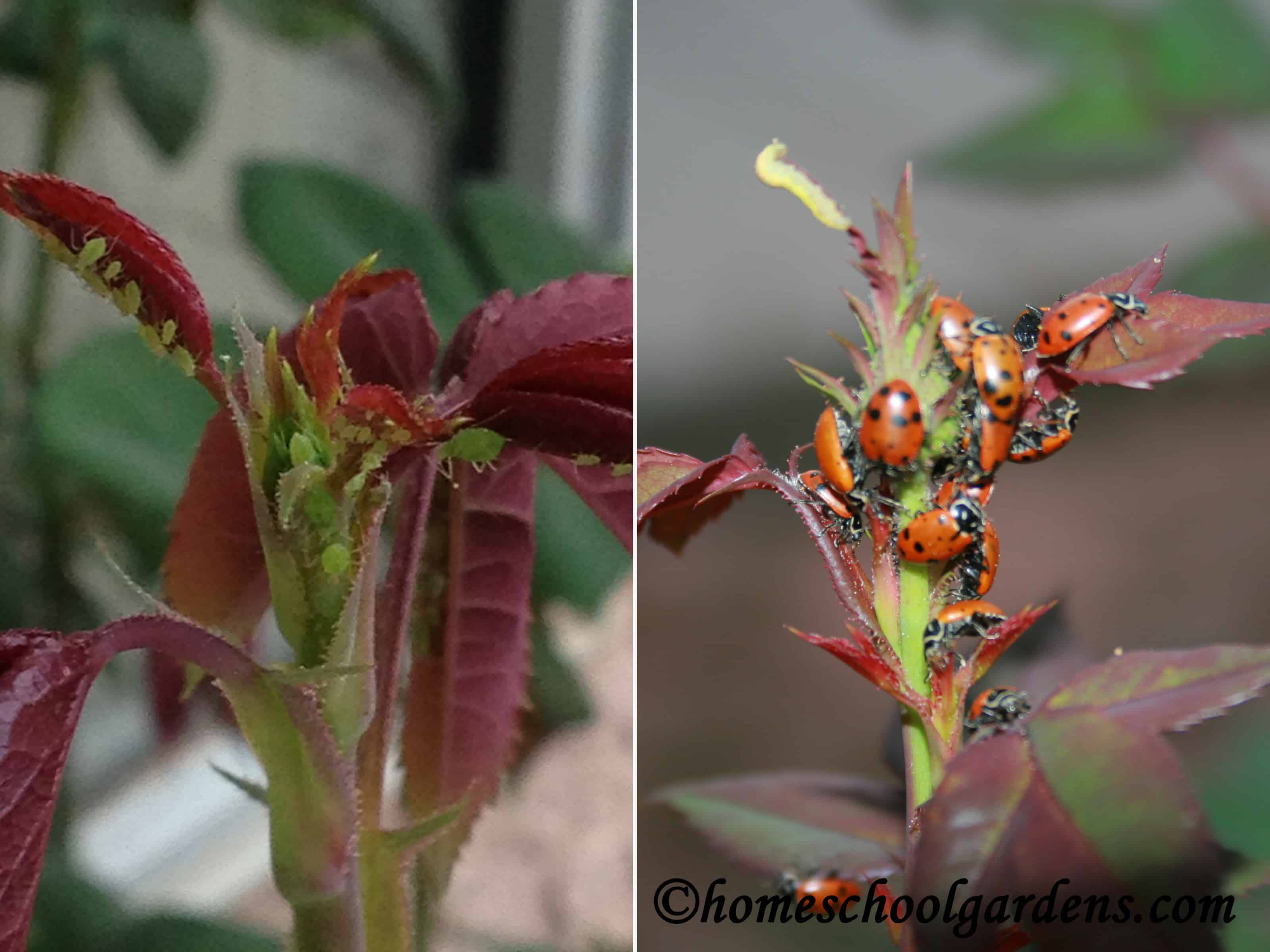 aphids ladybugs roses