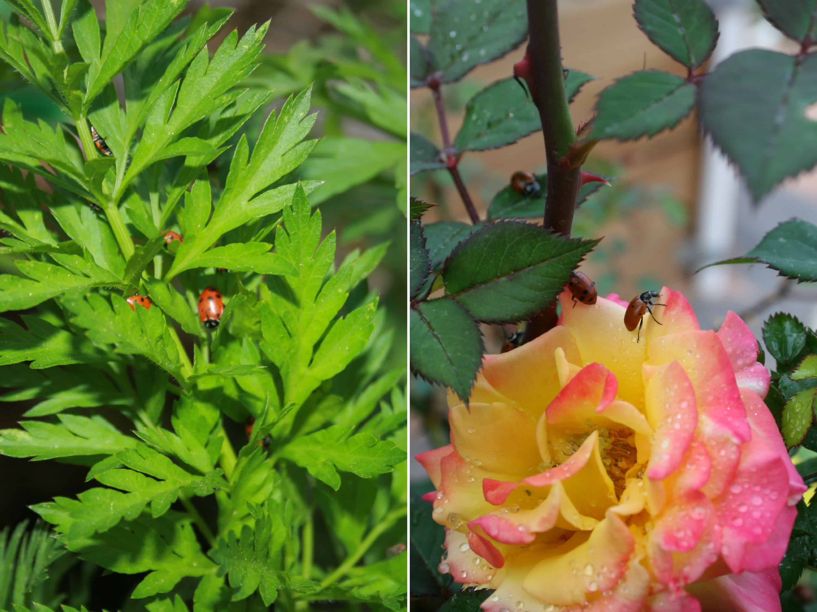 ladybugs in carrots and rose
