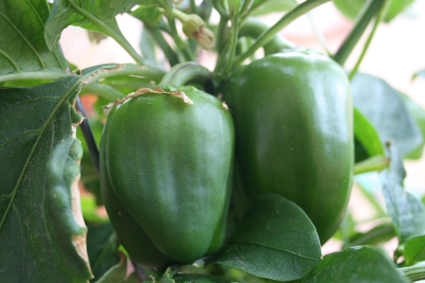Bell Peppers