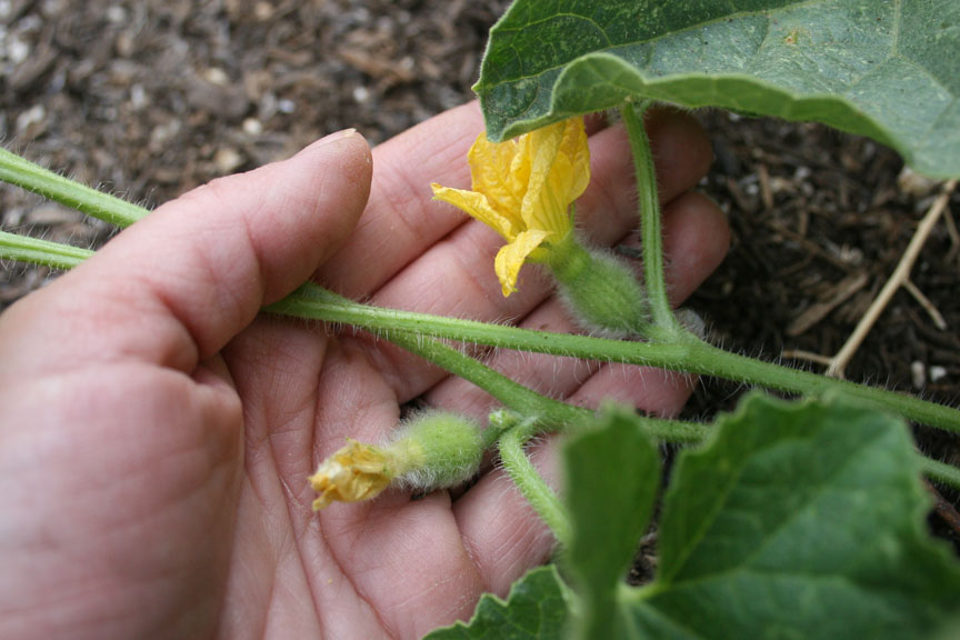 Cantaloupe female flowers