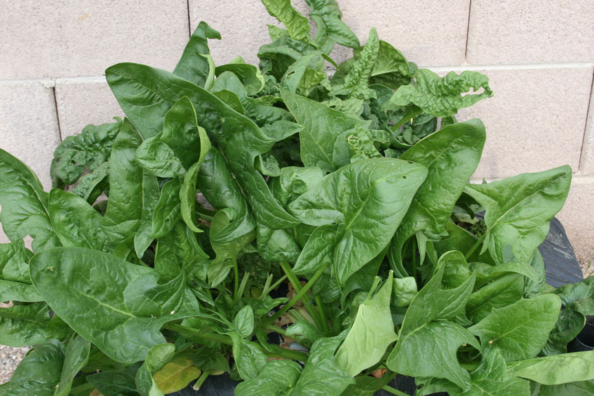 Spinach in Earthbox