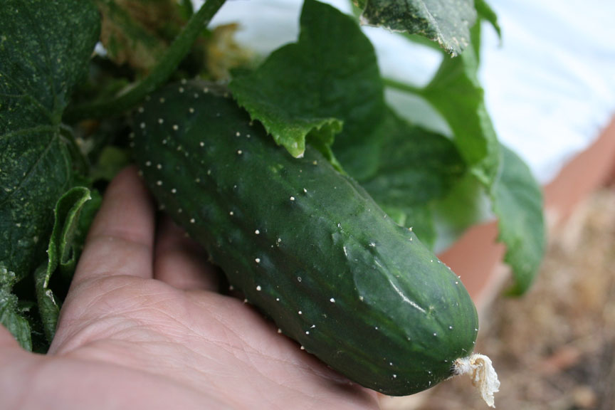 Straight 8 Cucumber