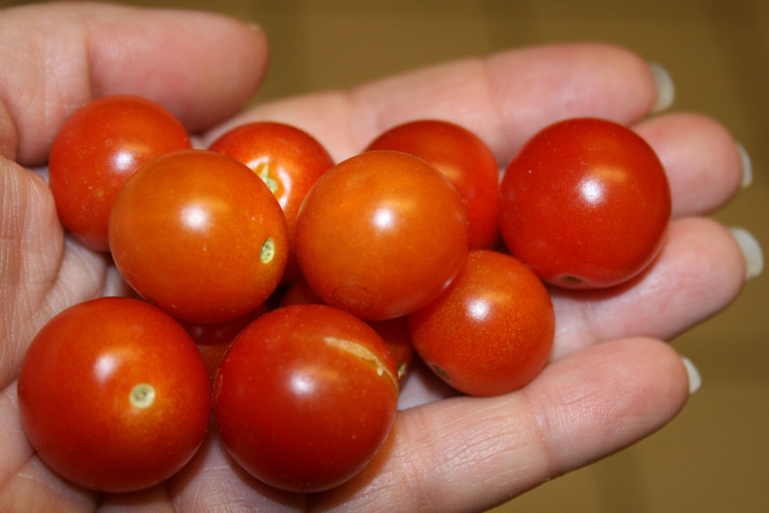 Super Sweet 100 Tomatoes