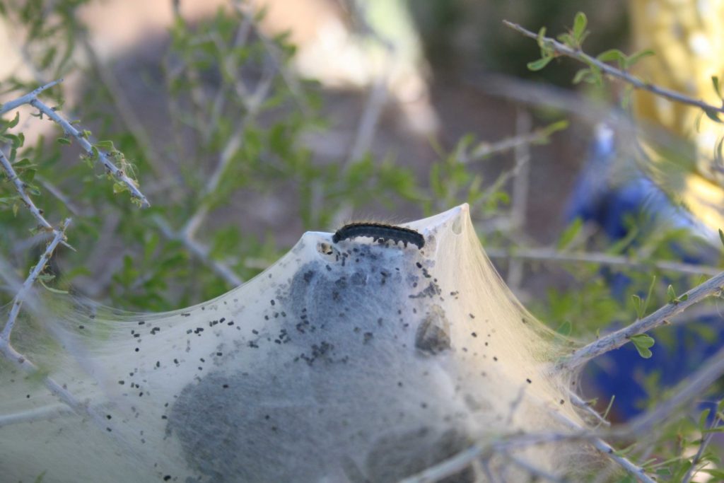 Western Tent Caterpillars