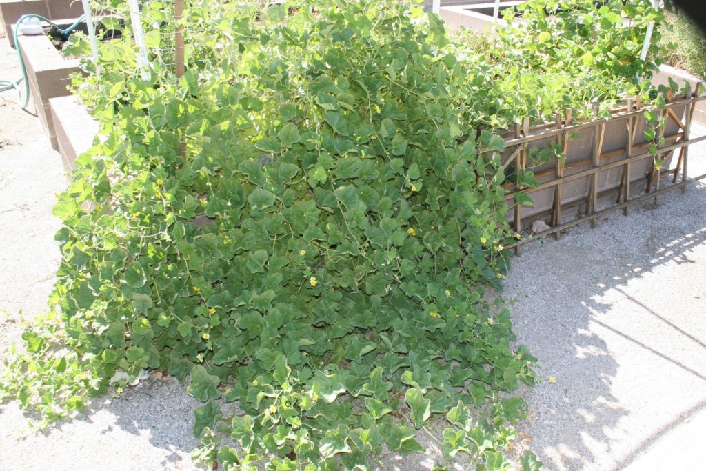 Cantaloupe vine