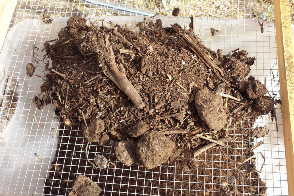 Sifting compost with 1/4" screen
