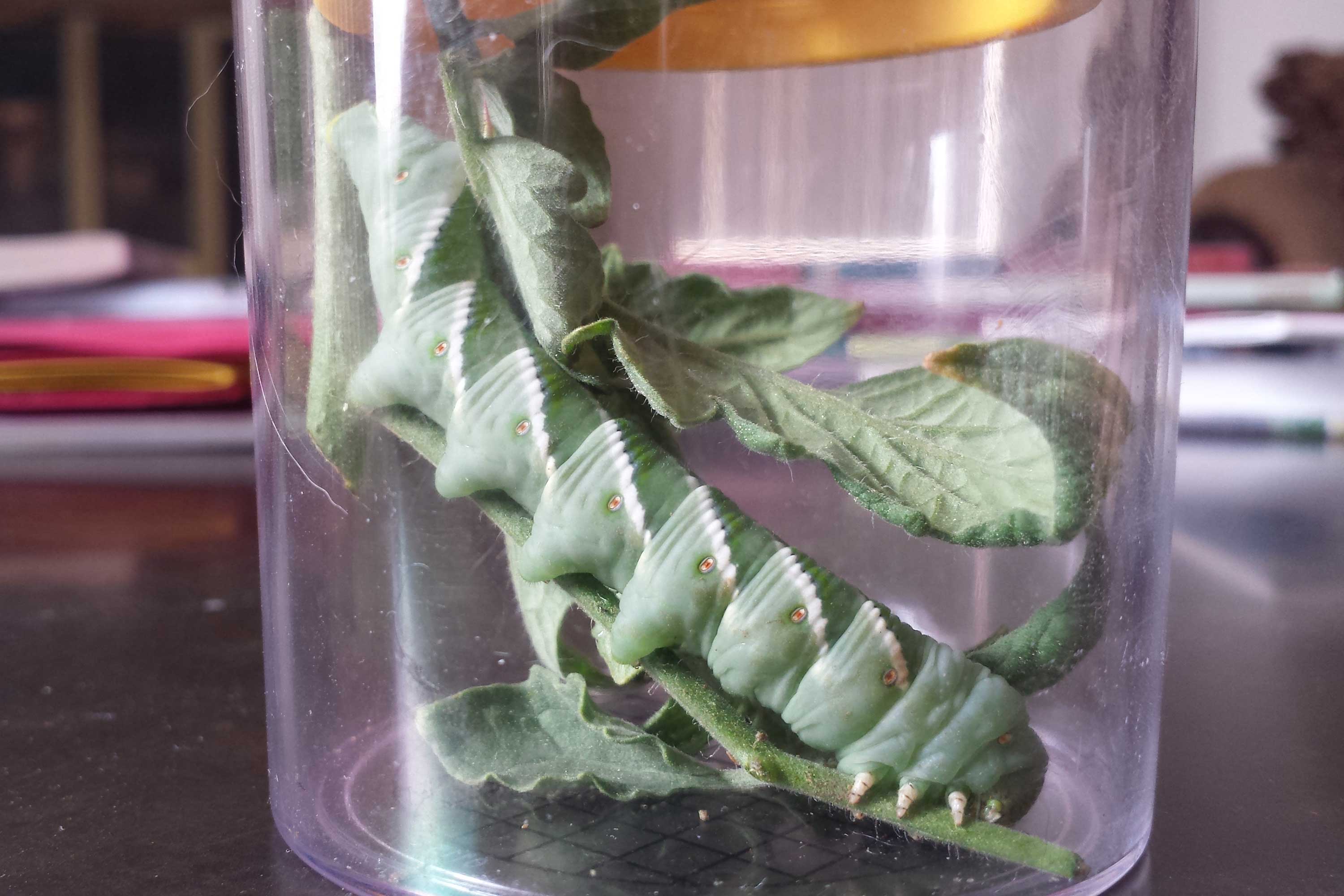 Tobacco Hornworm - Manduca sexta