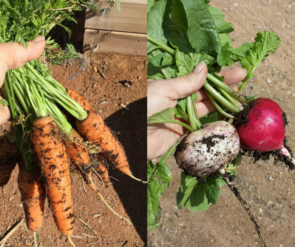 Carrots and Radishes are easy root veggies for a busy gardener!