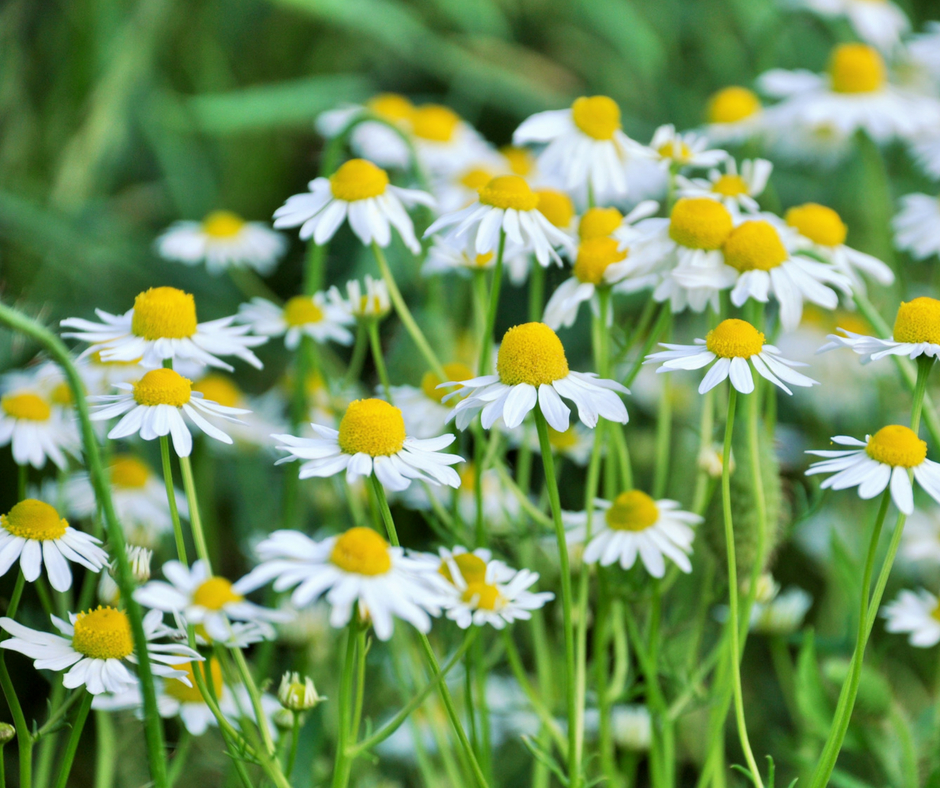 Chamomile is one of my favorite herbs to grow.