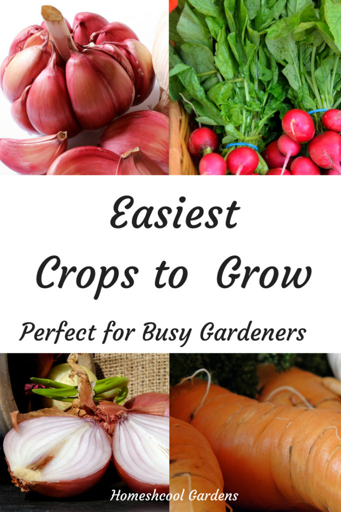 Easiest Crops to Grow for Busy Gardeners