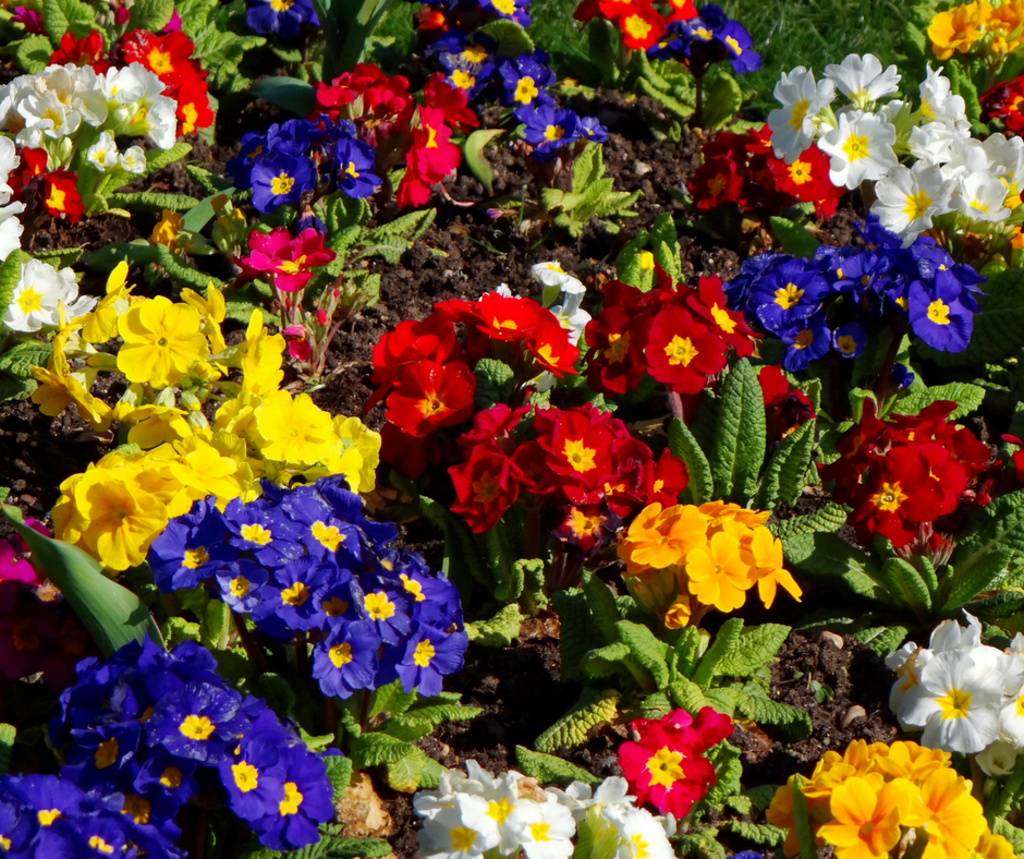 Flowers are a great additions in a garden bed.