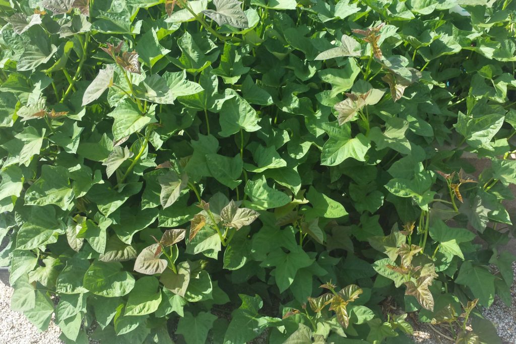 Sweet potato vines