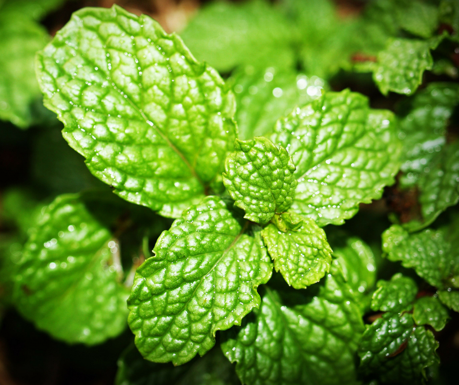 Mint is popular but incredibly invasive!