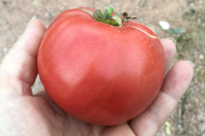 Chianti Rose tomato