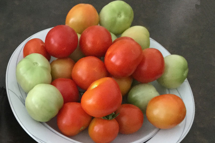 Early Girl Tomatoes