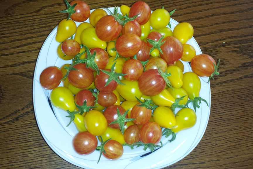 Sunrise Bumblebee and Yellow Pear Tomatoes