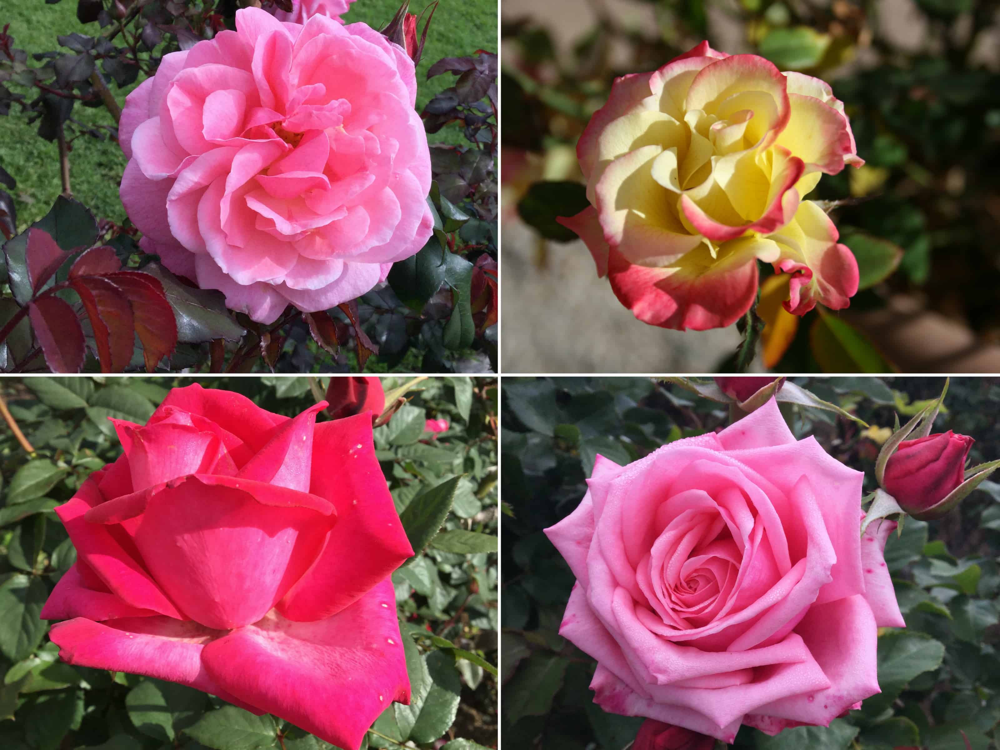 Rose Collage