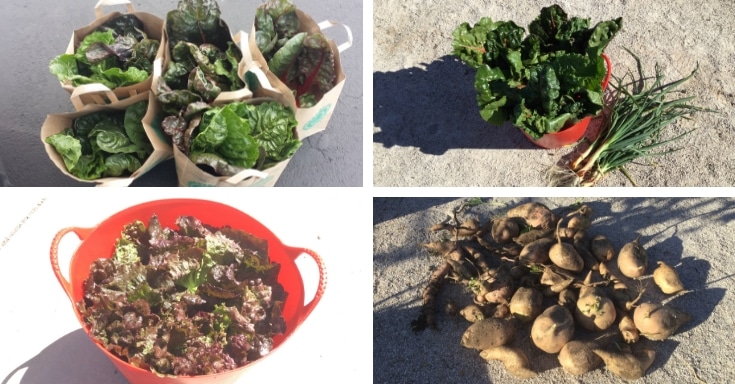 Plant A Row for the Hungry Harvests