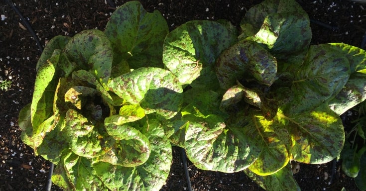 Freckles lettuce before harvest