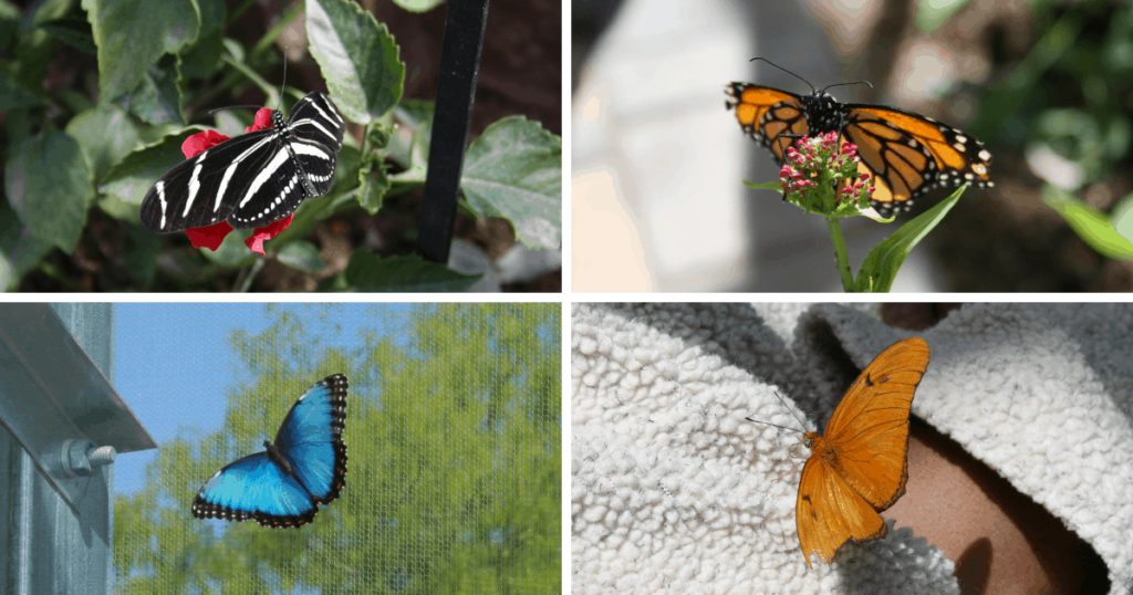 butterflies