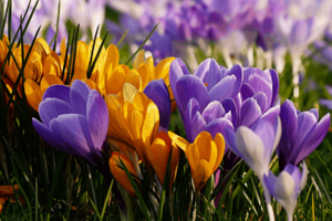tulip garden